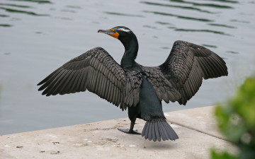 Картинка баклан животные Чайки бакланы крачки черный крылья размах оперение
