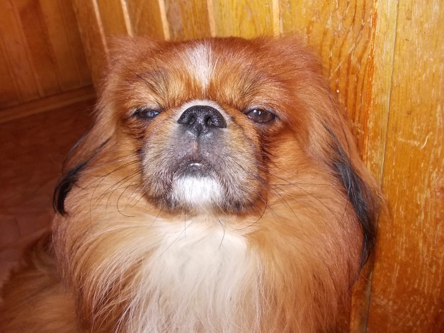 Обои картинки фото банди, животные, собаки