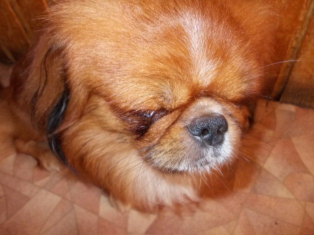 Обои картинки фото банди, животные, собаки