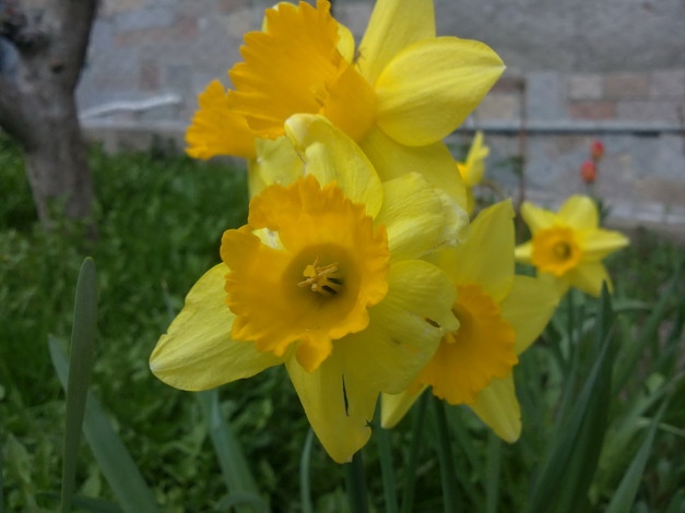 Обои картинки фото цветы, нарциссы