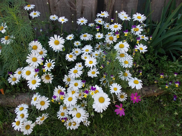 Обои картинки фото ромашки, цветы, чветы