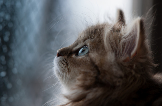 Обои картинки фото животные, коты, котёнок