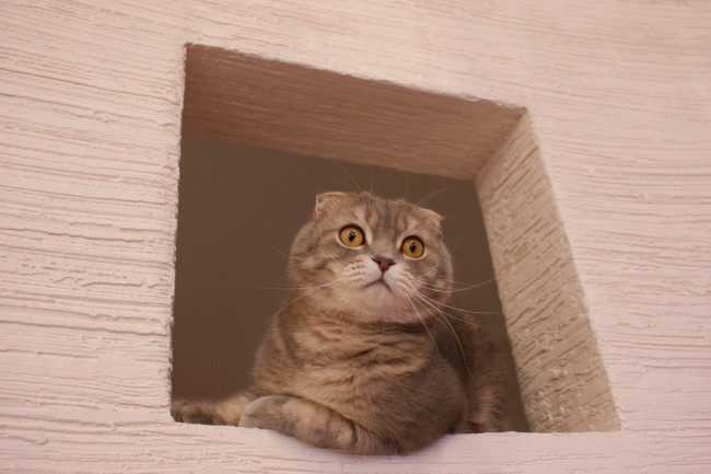 Обои картинки фото животные, коты, британец, вислоухий