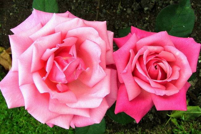 Обои картинки фото цветы, розы, розовые