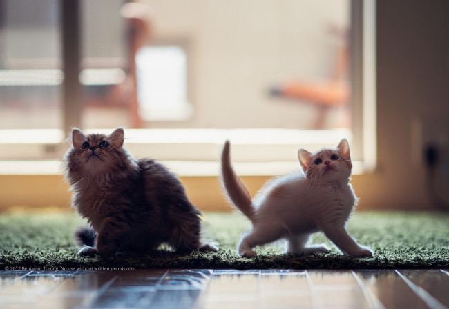 Обои картинки фото животные, коты, котята