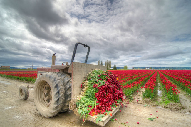 Обои картинки фото техника, другое, поле, тюльпаны, цветы, урожай