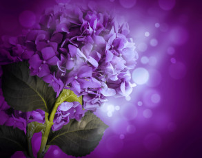 Картинка цветы гортензия сиреневая