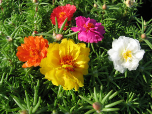 Картинка цветы портулак дандур grandiflora portulaca