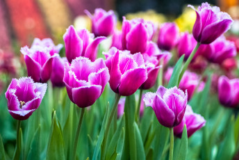 Картинка цветы тюльпаны малиновый