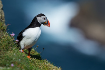 Картинка животные тупики птица профиль клюв пестрый склон трава
