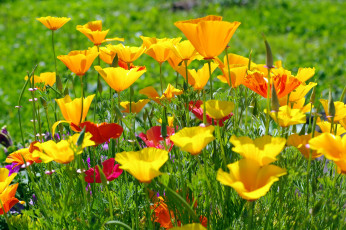 Картинка цветы эшшольция желтый