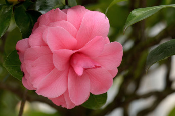 Картинка цветы камелии розовый