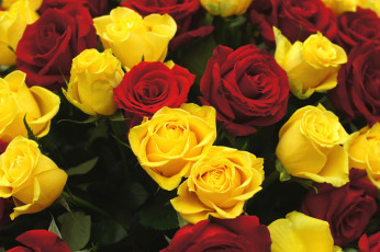 Картинка цветы розы желтый красный