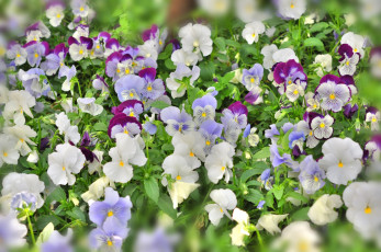 Картинка цветы анютины+глазки+ садовые+фиалки много