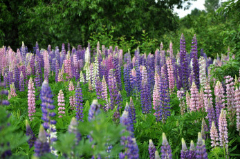 Картинка цветы люпин луг