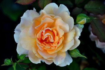 Картинка цветы розы макро