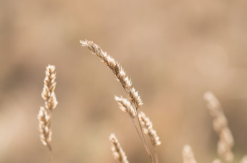Картинка природа макро колоски