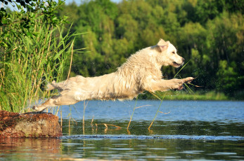 Картинка животные собаки прыжок