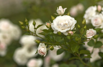 Картинка цветы розы куст