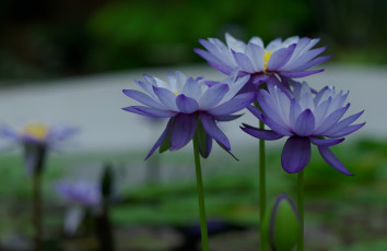 Картинка цветы лилии+водяные +нимфеи +кувшинки цветение природа водяные лилии