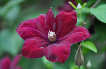 Картинка цветы клематис+ ломонос макро