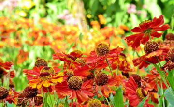 Картинка цветы гайлардии +гелениумы яркий