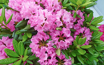 Картинка цветы рододендроны+ азалии азалия