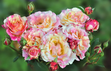Картинка цветы розы пышный