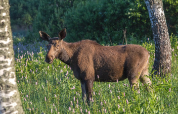 Картинка животные лоси подросток