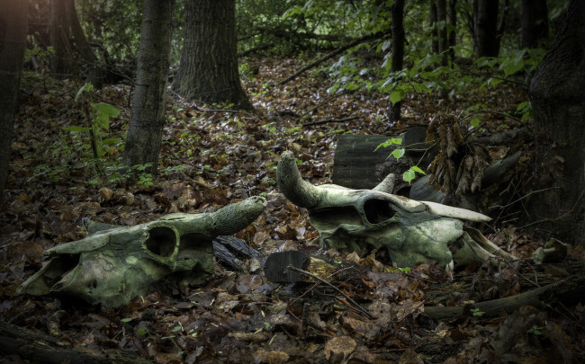 Обои картинки фото разное, кости,  рентген, листва, лес, черепа