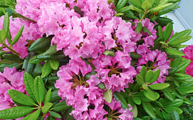 Обои картинки фото цветы, рододендроны , азалии, азалия