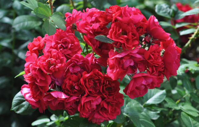 Обои картинки фото цветы, розы, красный