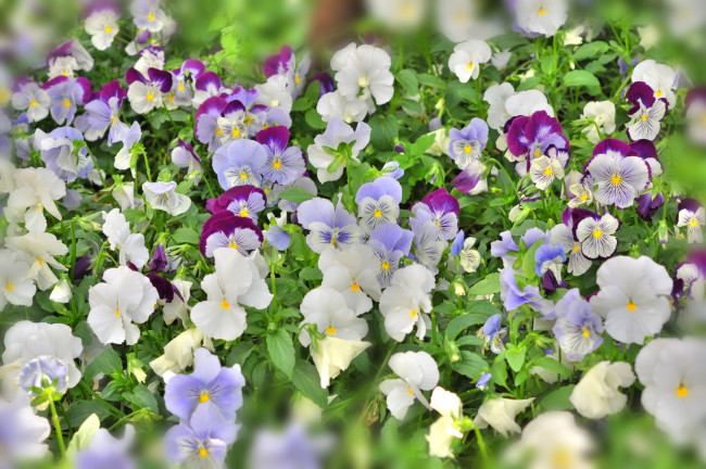 Обои картинки фото цветы, анютины глазки , садовые фиалки, много