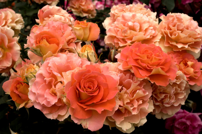 Обои картинки фото цветы, розы, оранжевый