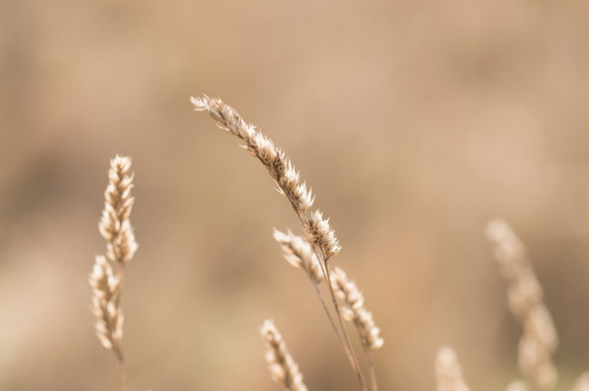 Обои картинки фото природа, макро, колоски