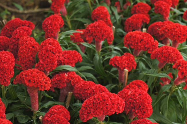 Обои картинки фото цветы, амаранты, гребешки