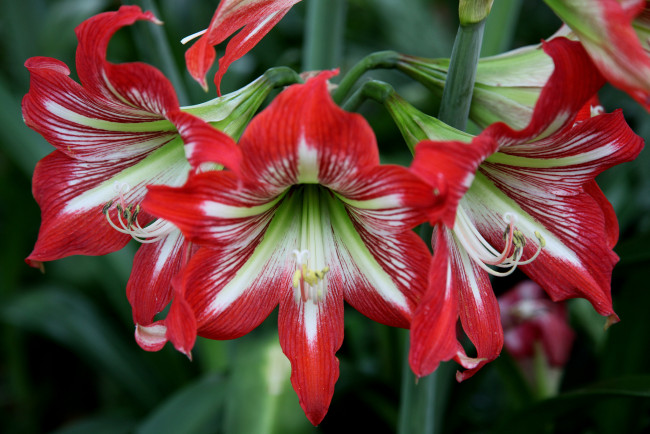 Обои картинки фото цветы, амариллисы,  гиппеаструмы, макро