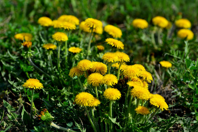 Обои картинки фото цветы, одуванчики, желтый