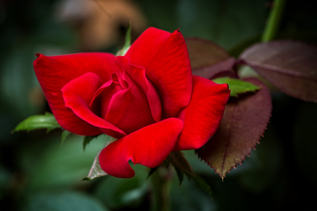 Обои картинки фото цветы, розы, красный