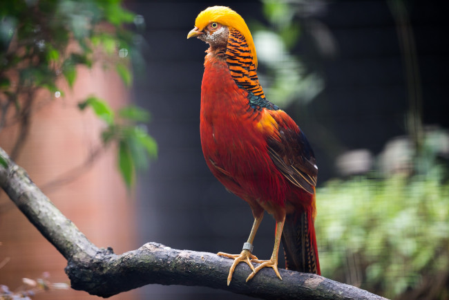 Обои картинки фото животные, глухари,  тетерева,  фазаны, фазан