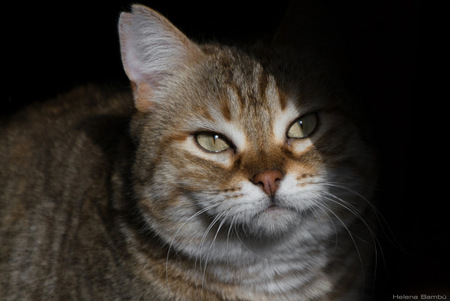 Обои картинки фото животные, коты, тень, мордочка