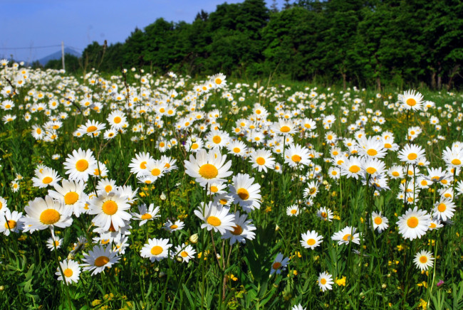 Обои картинки фото цветы, ромашки, луг