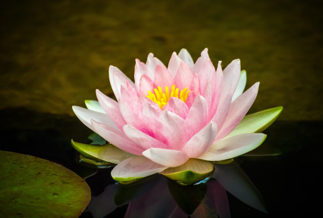 Обои картинки фото цветы, лилии водяные,  нимфеи,  кувшинки, розовый