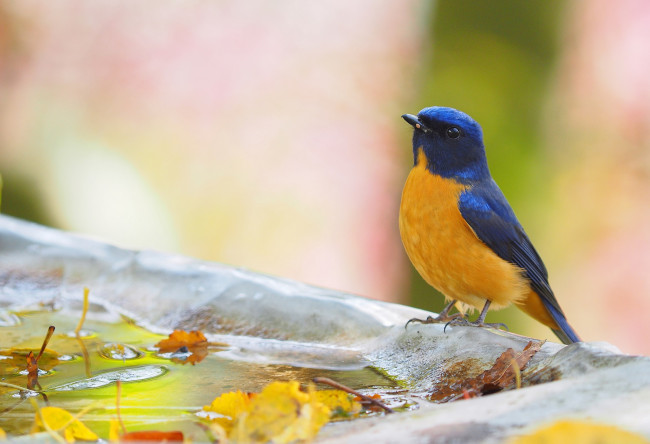 Обои картинки фото животные, птицы, птичка