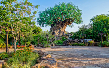 Картинка tree+of+life природа деревья дерево парк