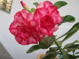 Картинка цветы цветение розовый бутон