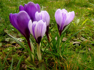 Картинка цветы крокусы цветок