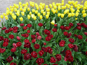 Картинка цветы тюльпаны красный