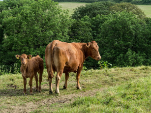 Картинка животные коровы +буйволы двое деревья трава