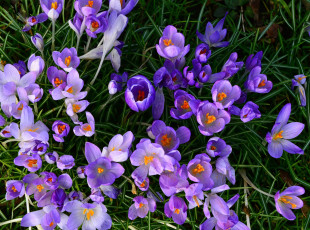Картинка цветы крокусы цветок